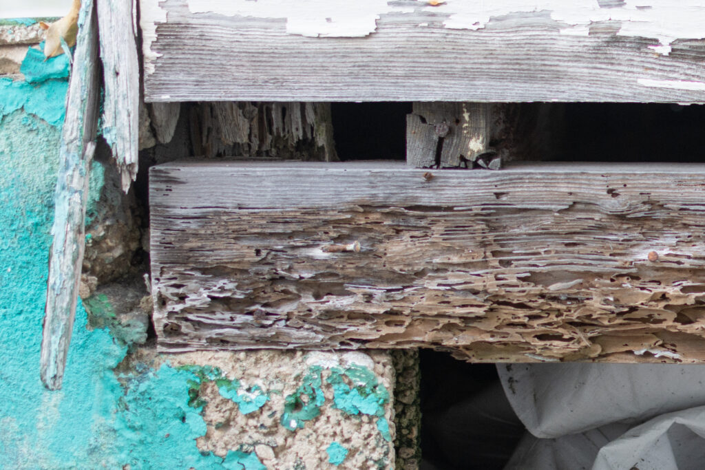 “Exposed wooden beam showing termite damage and material deterioration beneath painted surfaces.”